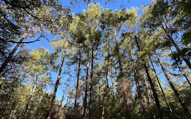 Big Thicket National Preserve, Woodlands Trail