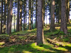 Moorpfad