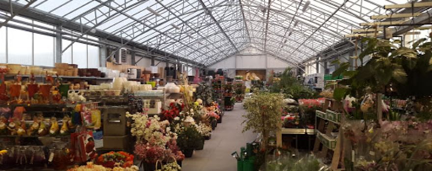 Amaryllis. Garden center