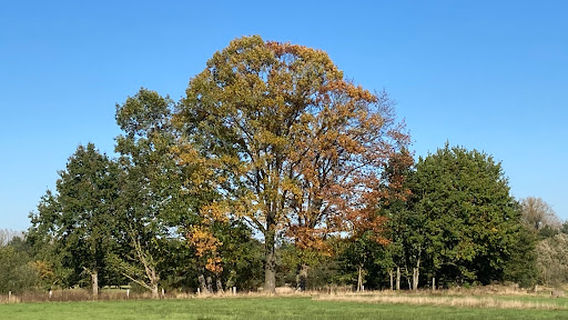 Mispeldonk