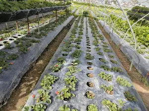 La Trinidad's Strawberry Farm
