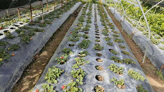 La Trinidad's Strawberry Farm