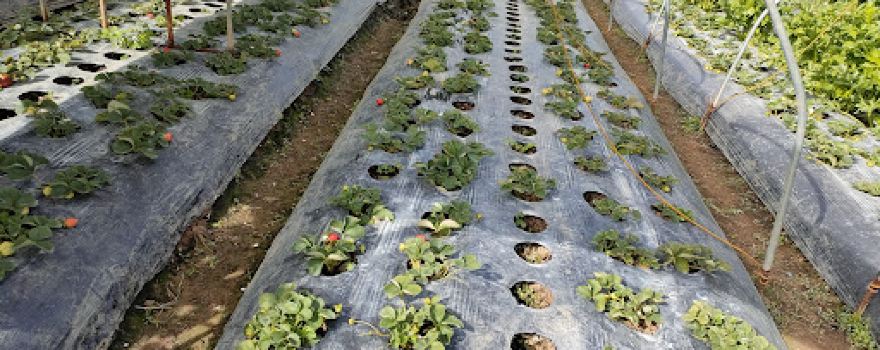 La Trinidad's Strawberry Farm