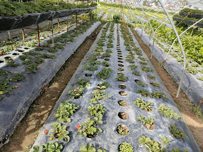 Strawberry Farm #47