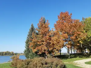 Uošvės liežuvis