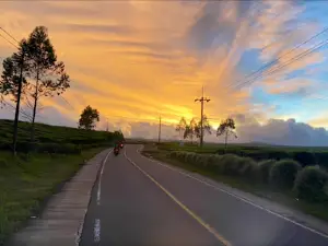 Perkebunan Teh Kayu Aro