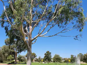 Atkinson Park - Barapa Barapa Country