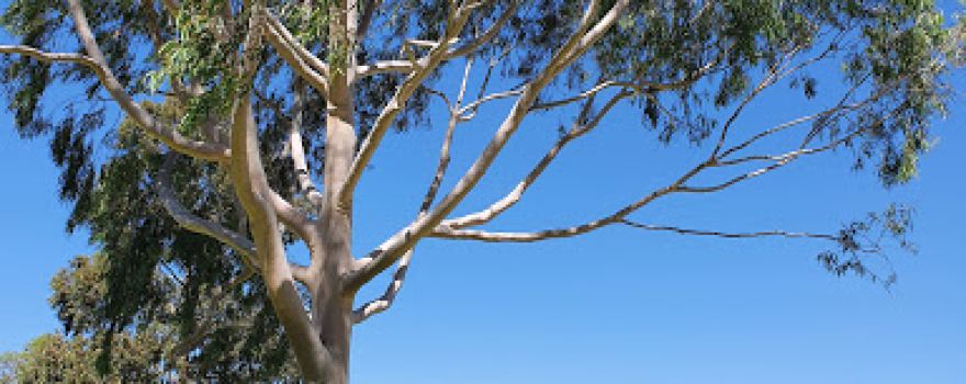 Atkinson Park - Barapa Barapa Country