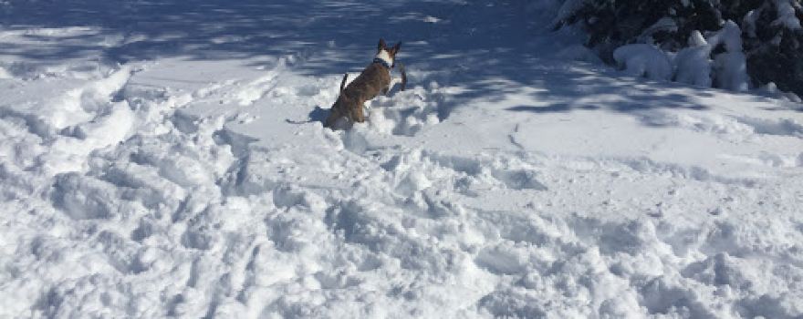 Sartell Dog Park