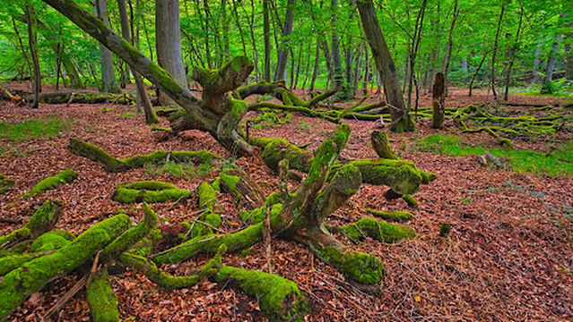 Colbitzer Lindenwald