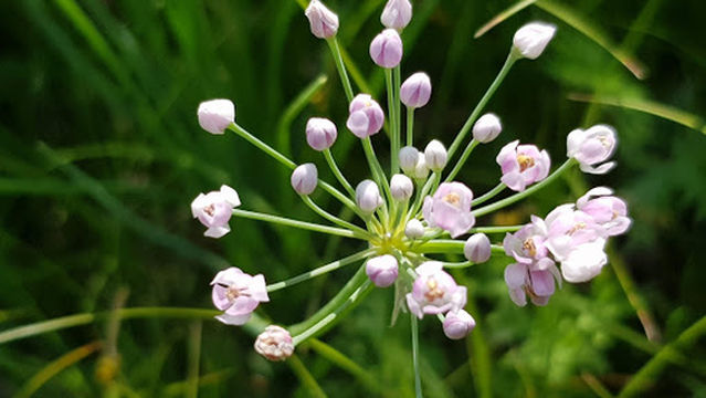 Memorial "Geroyam-Zabaykal'tsam"