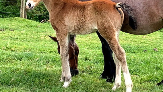 Waipu Horse Adventures