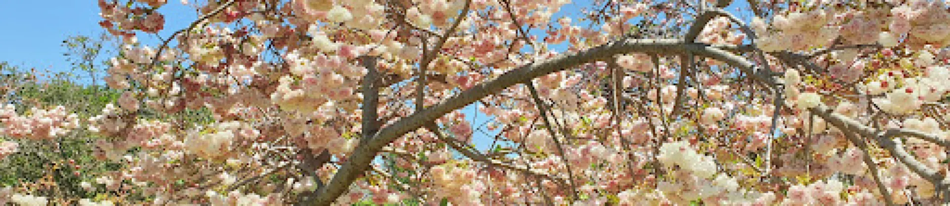봄꽃 명소