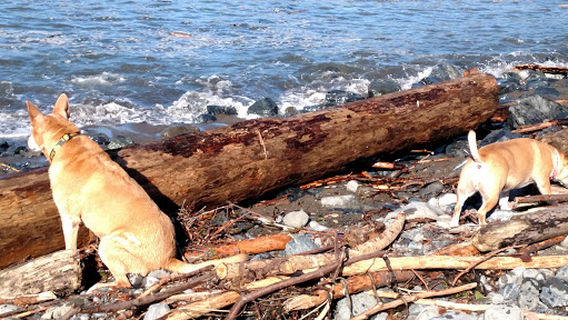 Noyo Beach Off-Leash Dog Area
