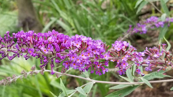 Andre Viette Nurseries