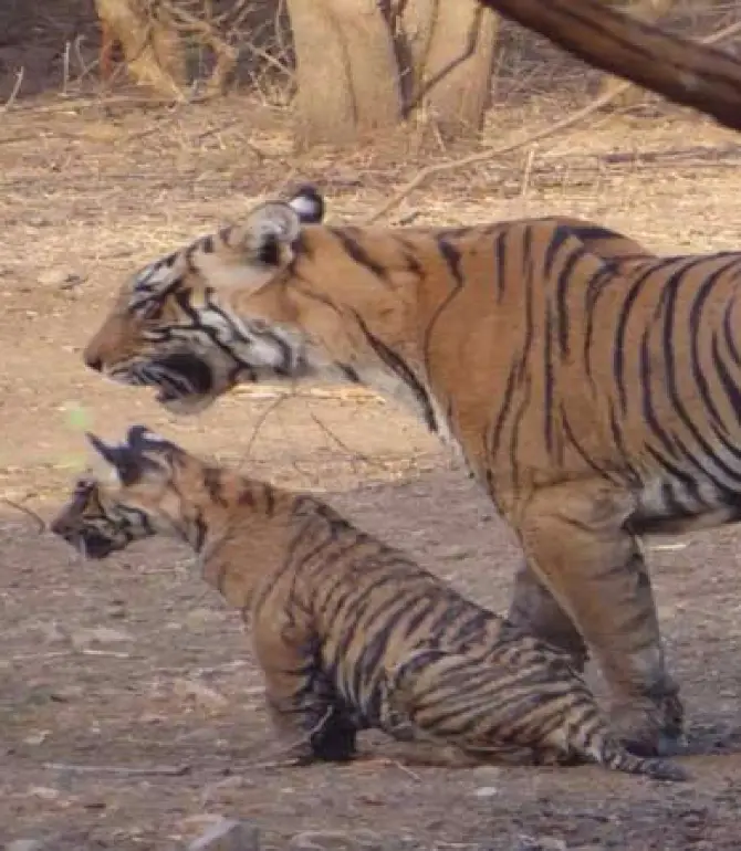 Sawai Madhopur