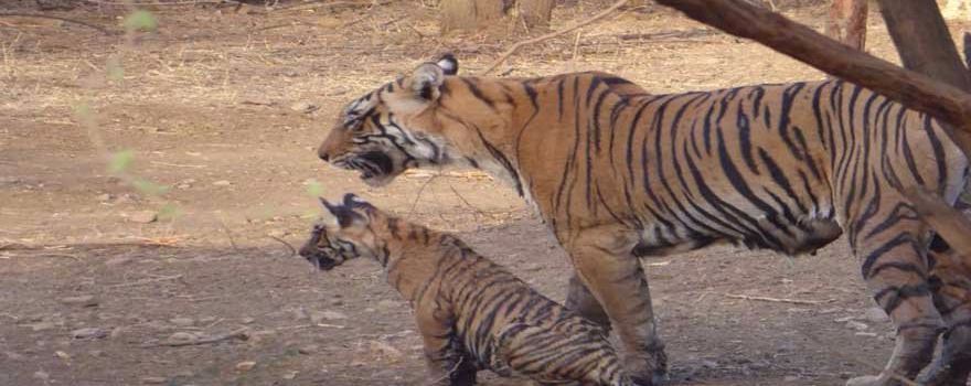Sawai Madhopur