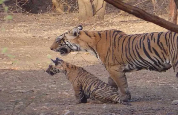 瑟瓦伊馬託布爾