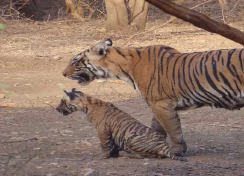 瑟瓦伊馬託布爾