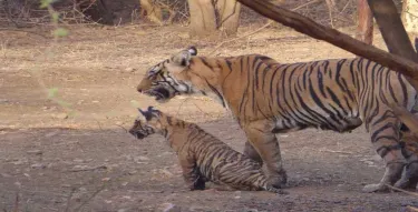 Parco nazionale di Ranthambore