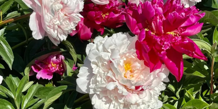 Grishko Central Botanical Garden