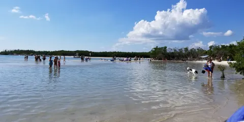 Dog Beach