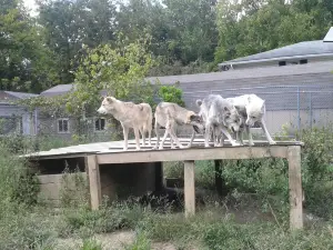 Wolf Creek Habitat & Rescue