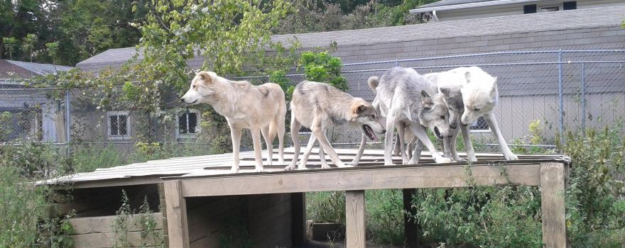 Wolf Creek Habitat & Rescue