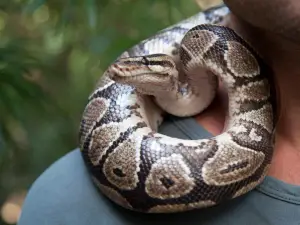The Gambian Reptiles Farm