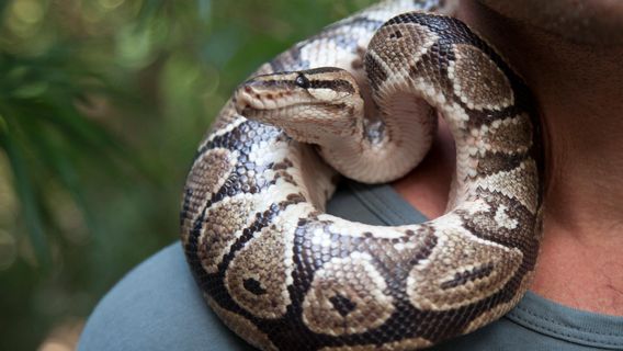 The Gambian Reptiles Farm