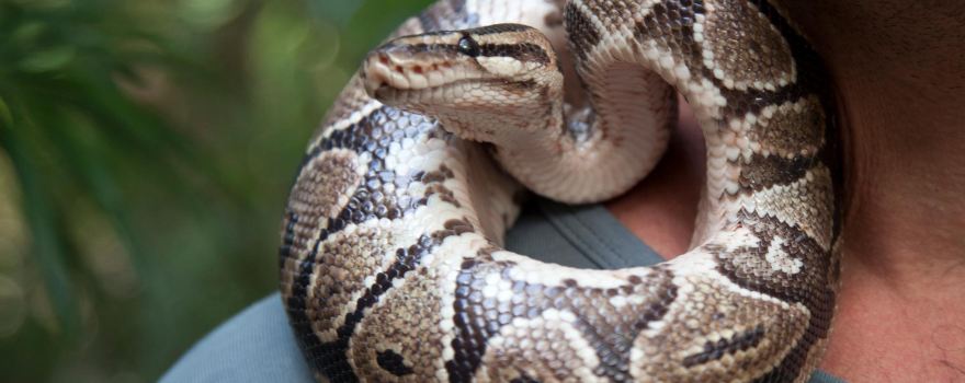 The Gambian Reptiles Farm