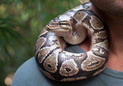 The Gambian Reptiles Farm
