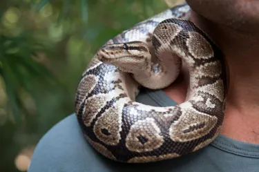 The Gambian Reptiles Farm