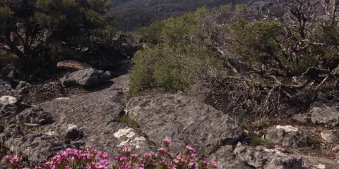 Mt Thackeray