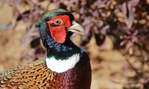 杜拜野生動物園