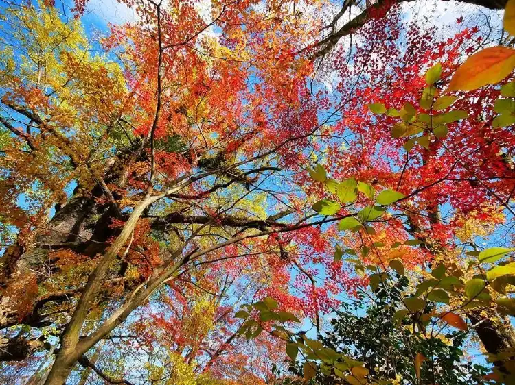 Nishiki