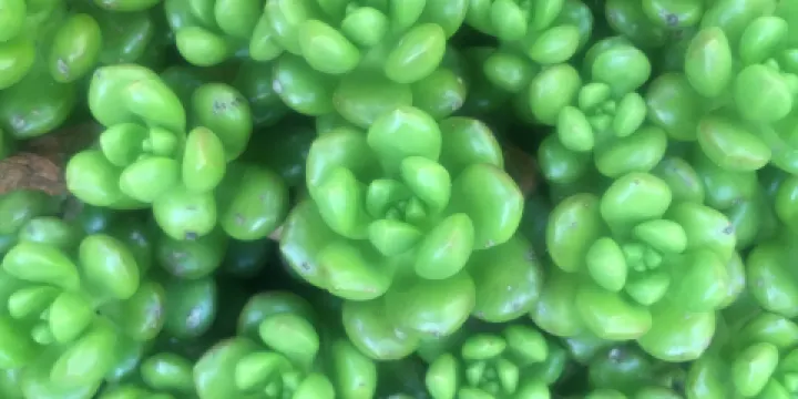 Succulent & Herb Nursery in Bilpin Permaculture Farm