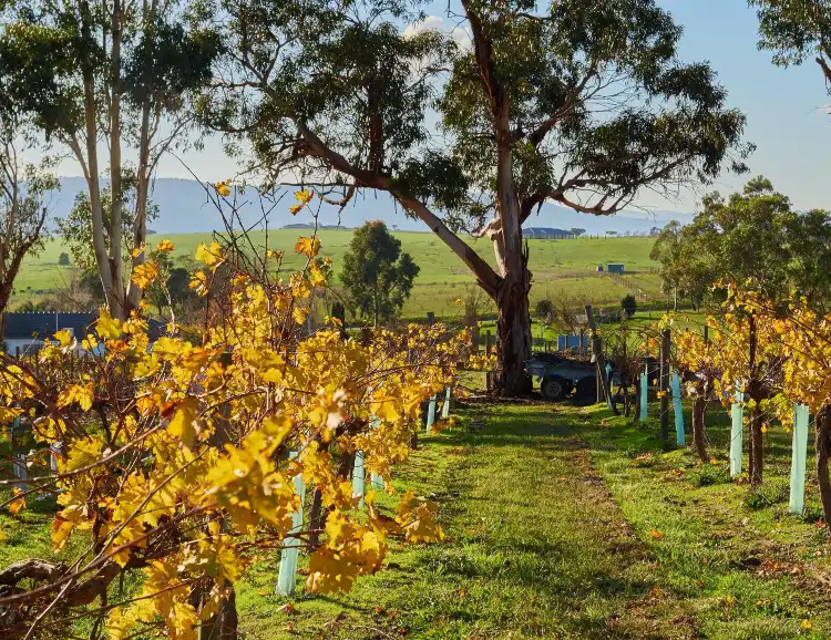 Hotels in Chirnside Park