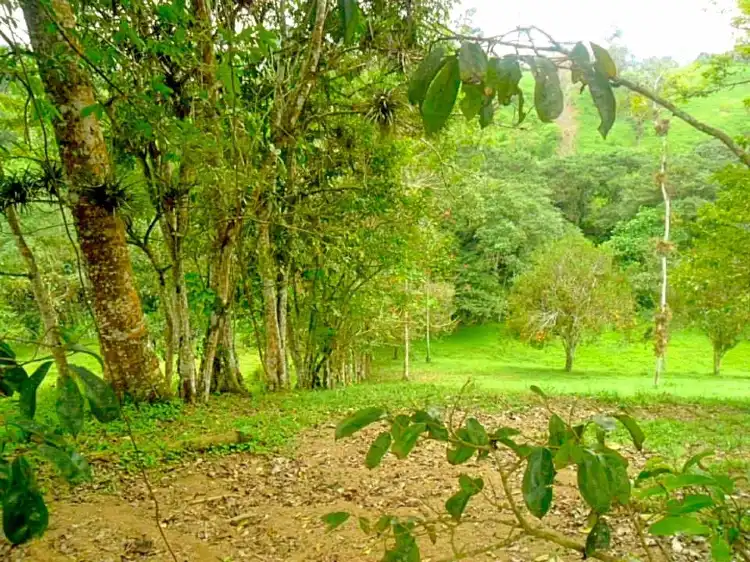 Santo Domingo de los Colorados