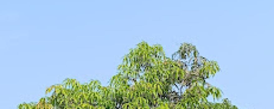 Jaypushp Farm