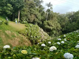 Hortensias Park