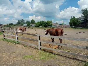 Конный клуб "Sunny Valley" детский конный лагерь