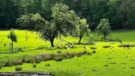 Stadtwald Göttingen