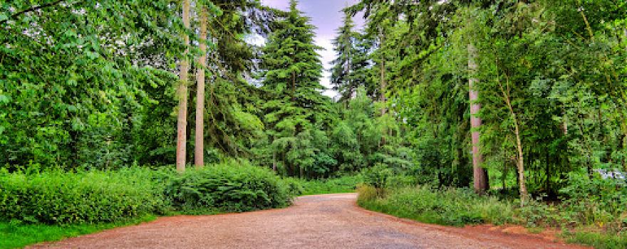 Bacton Woods
