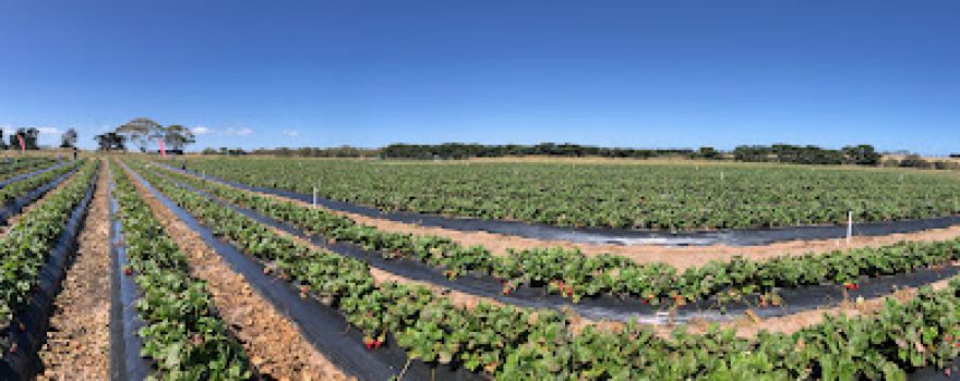 Surf Coast Strawberry Fields