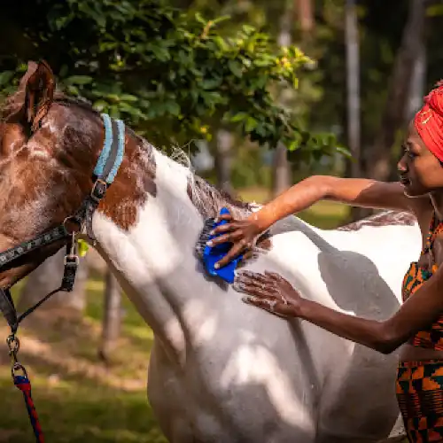 Zanzibar Horse Safaris - Mangapwani