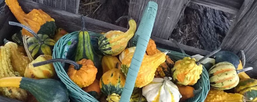 Perryville Pumpkin Farm