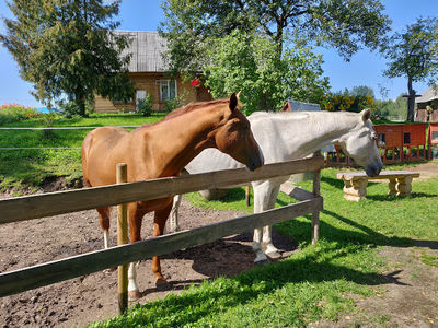 JuRita mini Zoo