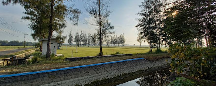 Lapangan PUTRAS FC Kedung Betik