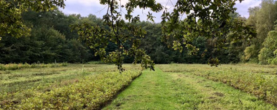 Rudky Arboretum